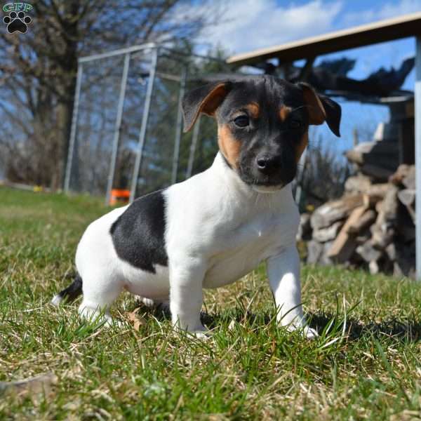 Rob, Jack Russell Terrier Puppy
